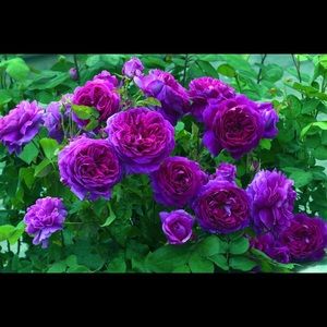 Meet your Posher, Janae